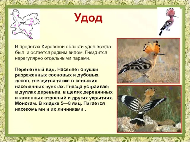 Удод В пределах Кировской области удод всегда был и остается редким видом.