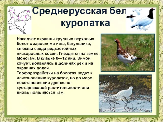 Среднерусская белая куропатка Населяет окраины крупных верховых болот с зарослями ивы, багульника,