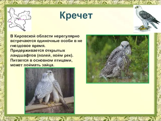 Кречет В Кировской области нерегулярно встречаются одиночные особи в не гнездовое время.