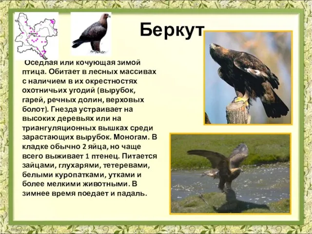 Беркут Оседлая или кочующая зимой птица. Обитает в лесных массивах с наличием