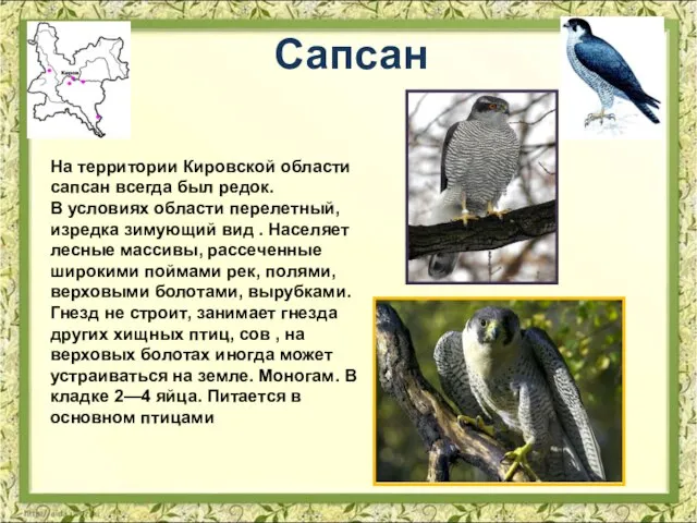 Сапсан На территории Кировской области сапсан всегда был редок. В условиях области