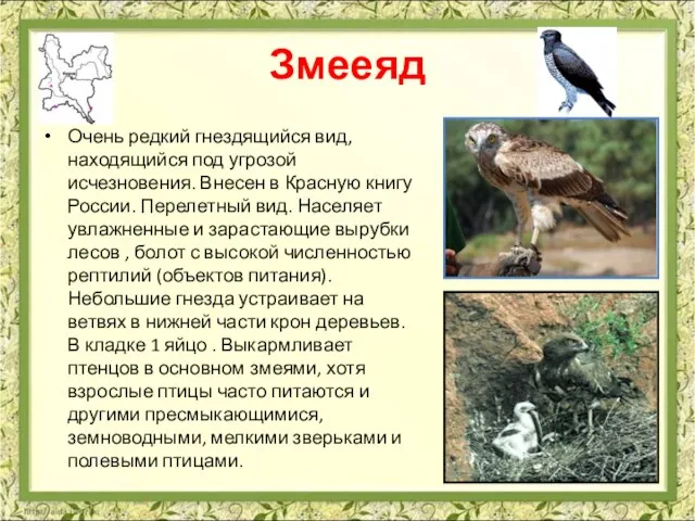 Змееяд Очень редкий гнездящийся вид, находящийся под угрозой исчезновения. Внесен в Красную