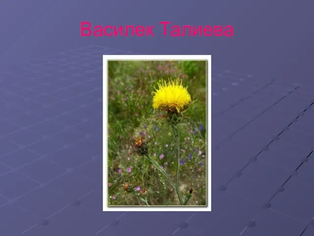 Василек Талиева