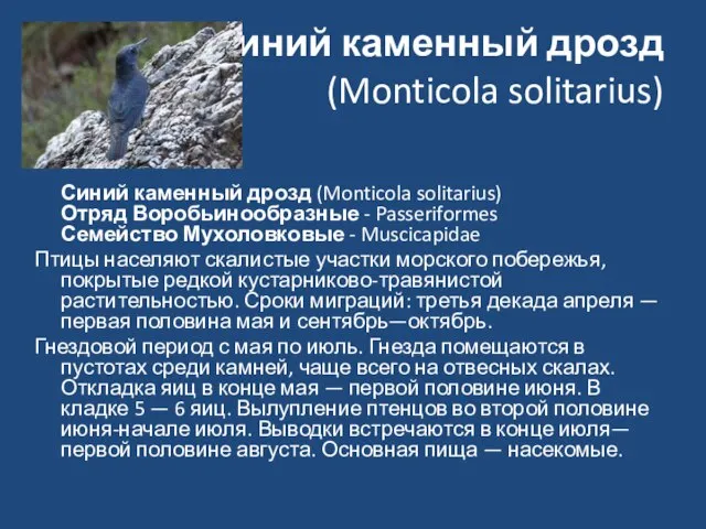 Синий каменный дрозд (Monticola solitarius) Синий каменный дрозд (Monticola solitarius) Отряд Воробьинообразные