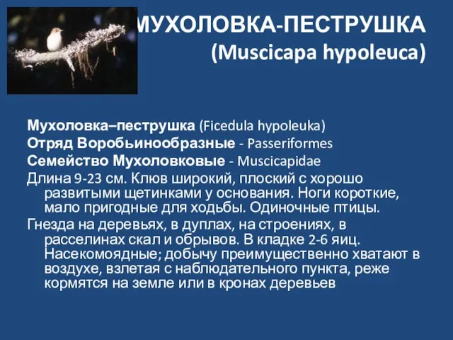 МУХОЛОВКА-ПЕСТРУШКА (Muscicapa hypoleuca) Мухоловка–пеструшка (Ficedula hypoleuka) Отряд Воробьинообразные - Passeriformes Семейство Мухоловковые