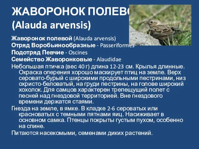 ЖАВОРОНОК ПОЛЕВОЙ (Alauda arvensis) Жаворонок полевой (Alauda arvensis) Отряд Воробьинообразные - Passeriformes