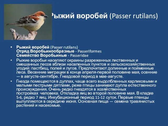 Рыжий воробей (Passer rutilans) Рыжий воробей (Passer rutilans) Отряд Воробьинообразные - Passeriformes