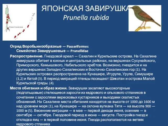ЯПОНСКАЯ ЗАВИРУШКА Prunella rubida Отряд Воробьинообразные — Passeriformes Семейство Завирушковые — Prunellidae