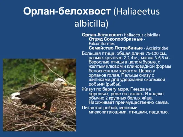 Орлан-белохвост (Haliaeetus albicilla) Орлан-белохвост (Haliaeetus albicilla) Отряд Соколообразные - Falconiformes Семейство Ястребиные