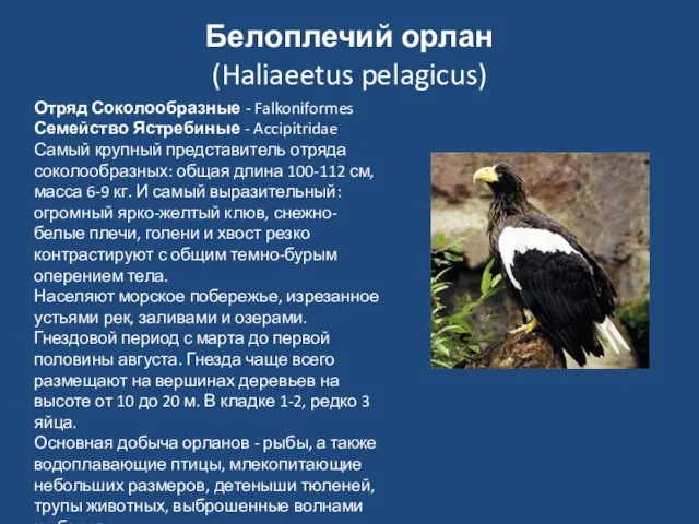 Белоплечий орлан (Haliaeetus pelagicus) Отряд Соколообразные - Falkoniformes Семейство Ястребиные - Accipitridae