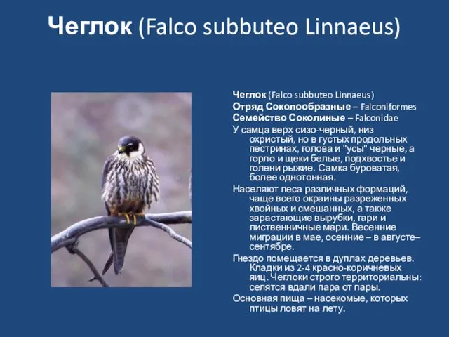 Чеглок (Falco subbuteo Linnaeus) Чеглок (Falco subbuteo Linnaeus) Отряд Соколообразные – Falconiformes