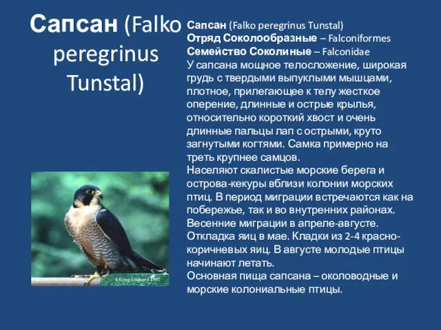 Сапсан (Falko peregrinus Tunstal) Сапсан (Falko peregrinus Tunstal) Отряд Соколообразные – Falconiformes