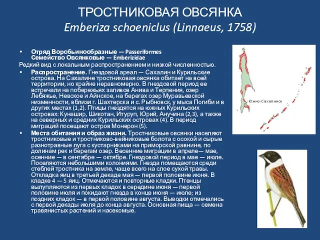 ТРОСТНИКОВАЯ ОВСЯНКА Emberiza schoeniclus (Linnaeus, 1758) Отряд Воробьинообразные — Passeriformes Семейство Овсянковые