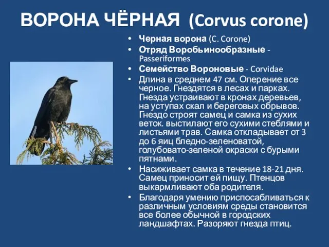 ВОРОНА ЧЁРНАЯ (Corvus corone) Черная ворона (C. Corone) Отряд Воробьинообразные - Passeriformes