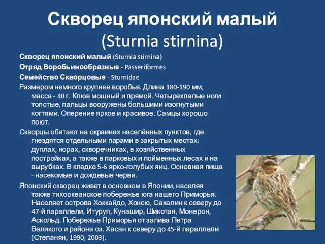 Скворец японский малый (Sturnia stirnina) Скворец японский малый (Sturnia stirnina) Отряд Воробьинообразные