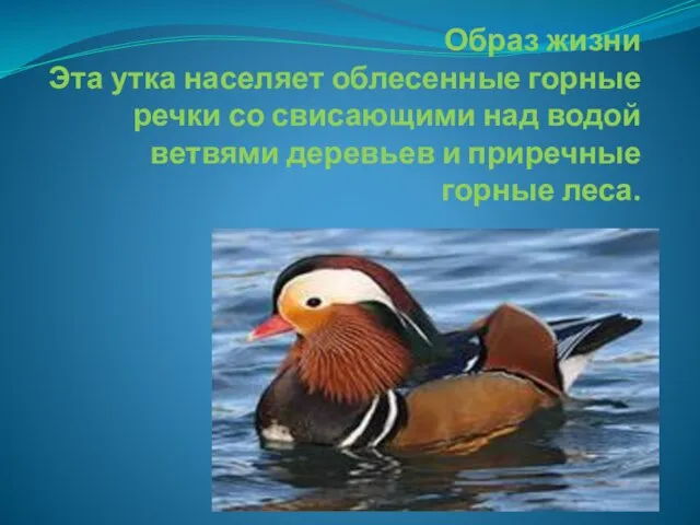 Образ жизни Эта утка населяет облесенные горные речки со свисающими над водой