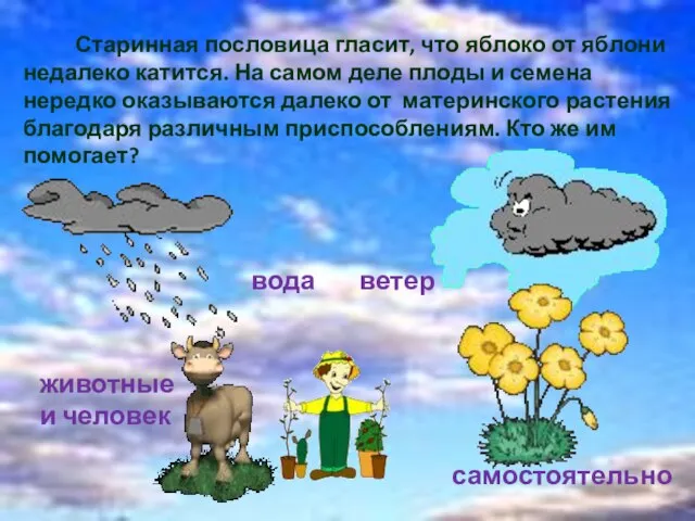 Старинная пословица гласит, что яблоко от яблони недалеко катится. На самом деле