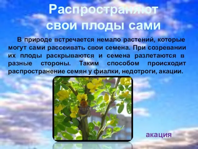 В природе встречается немало растений, которые могут сами рассеивать свои семена. При