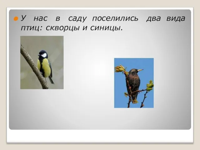 У нас в саду поселились два вида птиц: скворцы и синицы.