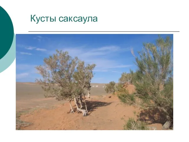 Кусты саксаула