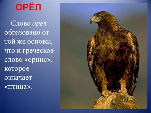 ОРЁЛ Слово орёл образовано от той же основы, что и греческое слово «орнис», которое означает «птица».