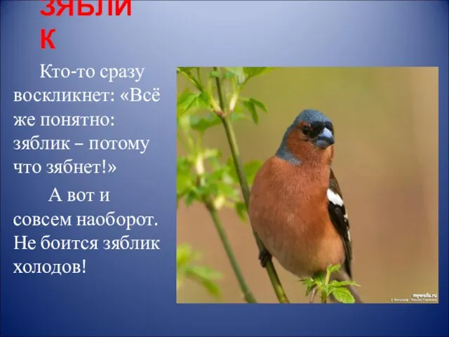 ЗЯБЛИК Кто-то сразу воскликнет: «Всё же понятно: зяблик – потому что зябнет!»