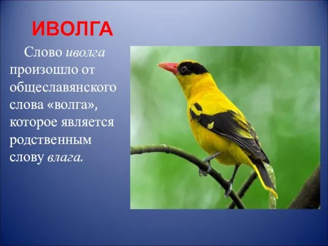 ИВОЛГА Слово иволга произошло от общеславянского слова «волга», которое является родственным слову влага.