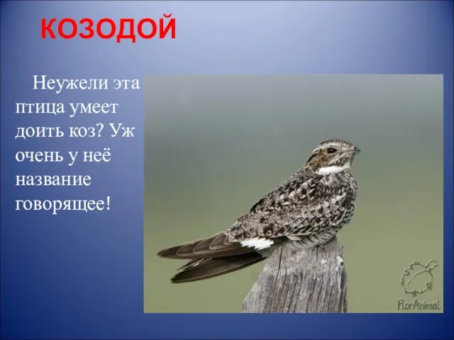 КОЗОДОЙ Неужели эта птица умеет доить коз? Уж очень у неё название говорящее!