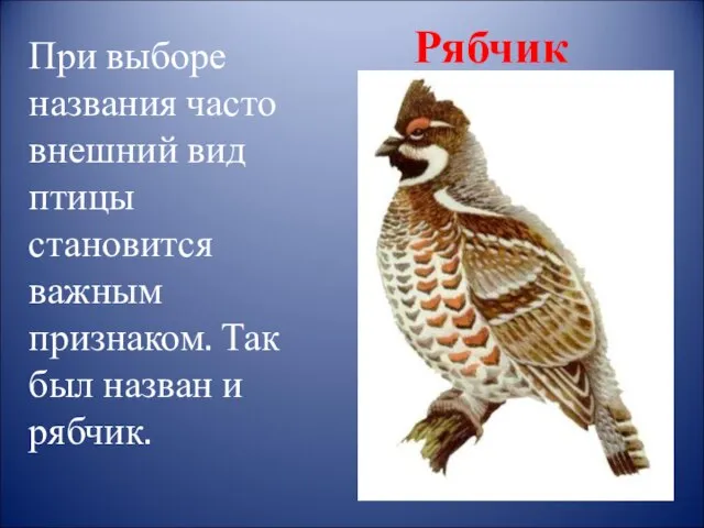 При выборе названия часто внешний вид птицы становится важным признаком. Так был назван и рябчик. Рябчик