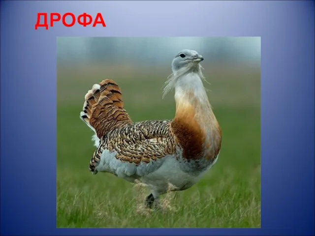 ДРОФА