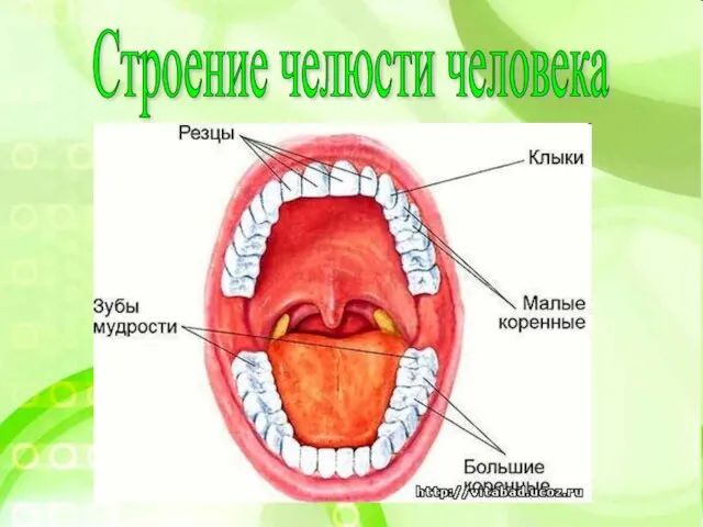 Строение челюсти человека