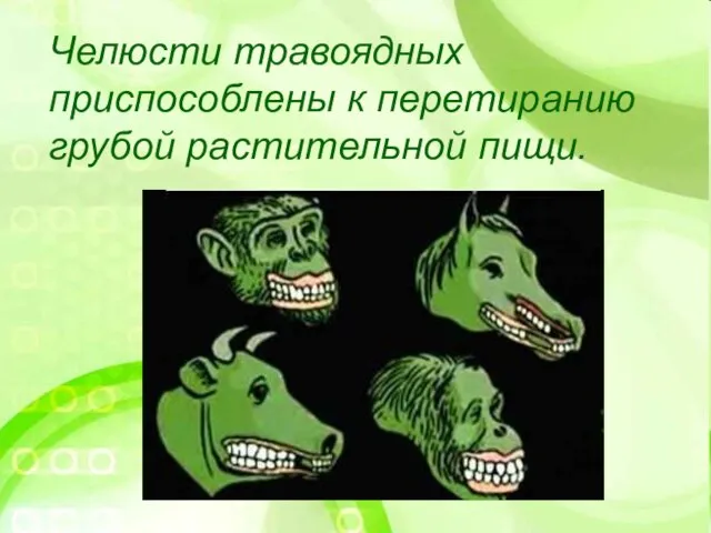 Челюсти травоядных приспособлены к перетиранию грубой растительной пищи.