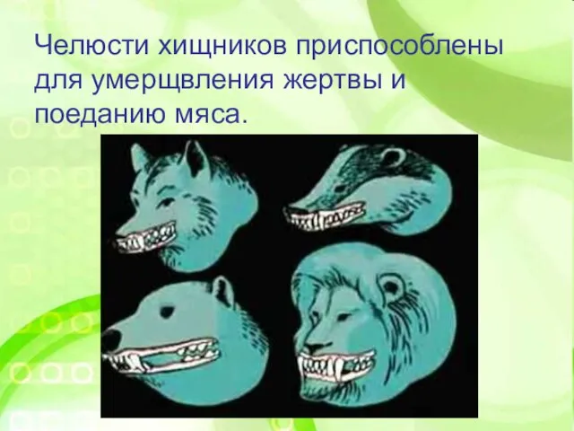 Челюсти хищников приспособлены для умерщвления жертвы и поеданию мяса.