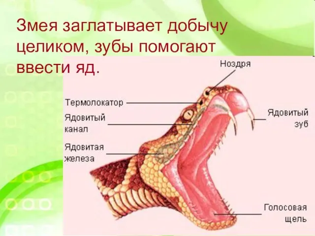 Змея заглатывает добычу целиком, зубы помогают ввести яд. Змея заглатывает добычу целиком, зубы помогают ввести яд.