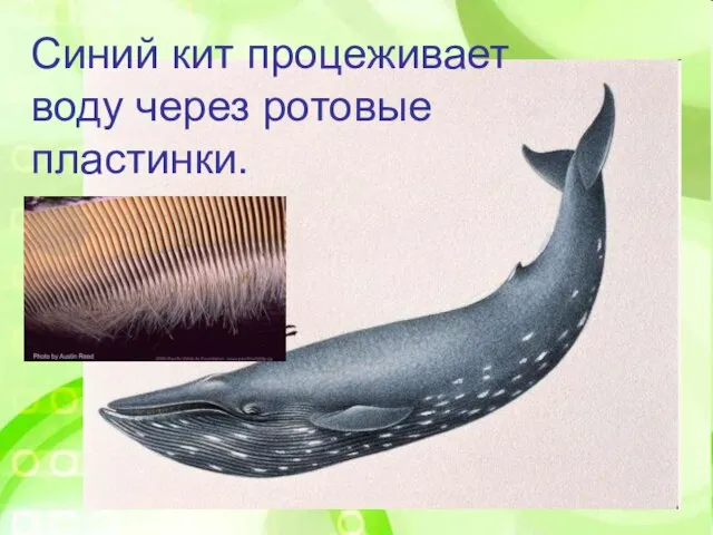 Синий кит процеживает воду через ротовые пластинки.