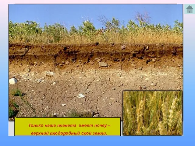 Только наша планета имеет почву – верхний плодородный слой земли.