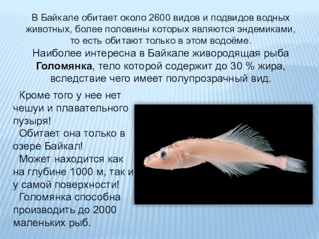 В Байкале обитает около 2600 видов и подвидов водных животных, более половины
