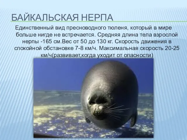 Байкальская нерпа Единственный вид пресноводного тюленя, который в мире больше нигде не