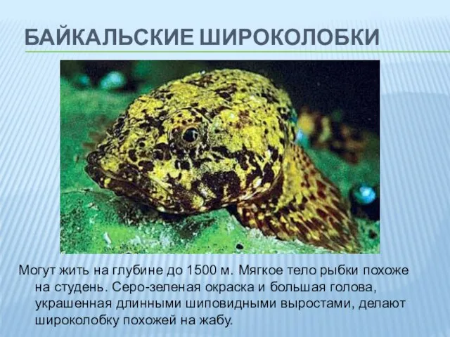 байкальские широколобки Могут жить на глубине до 1500 м. Мягкое тело рыбки