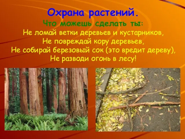 Охрана растений. Что можешь сделать ты: Не ломай ветки деревьев и кустарников,