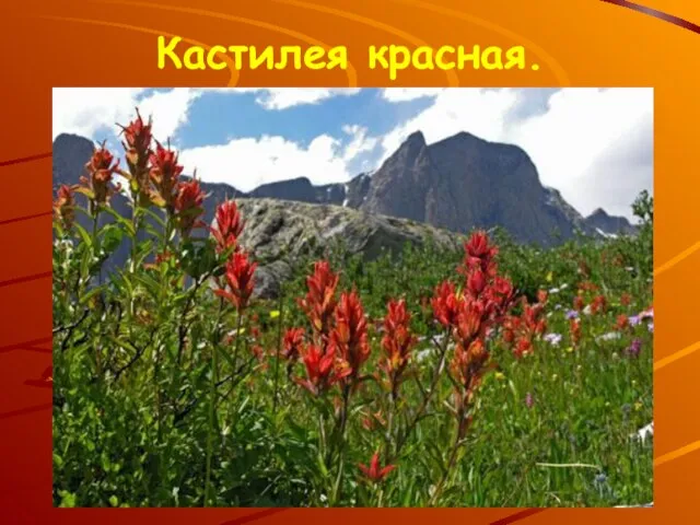 Кастилея красная.