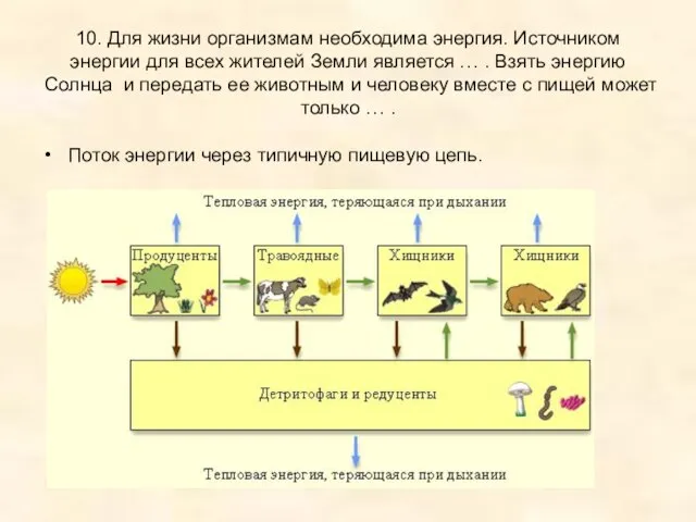 10. Для жизни организмам необходима энергия. Источником энергии для всех жителей Земли