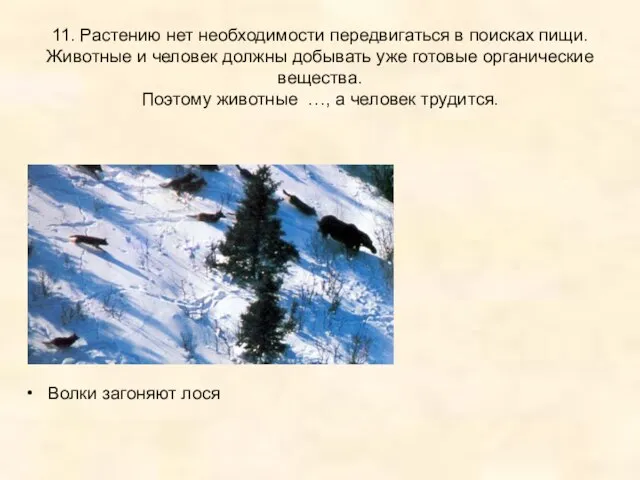 11. Растению нет необходимости передвигаться в поисках пищи. Животные и человек должны