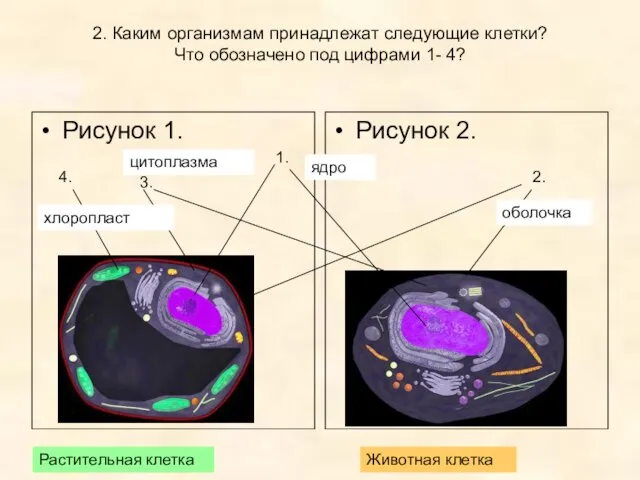 2. Каким организмам принадлежат следующие клетки? Что обозначено под цифрами 1- 4?