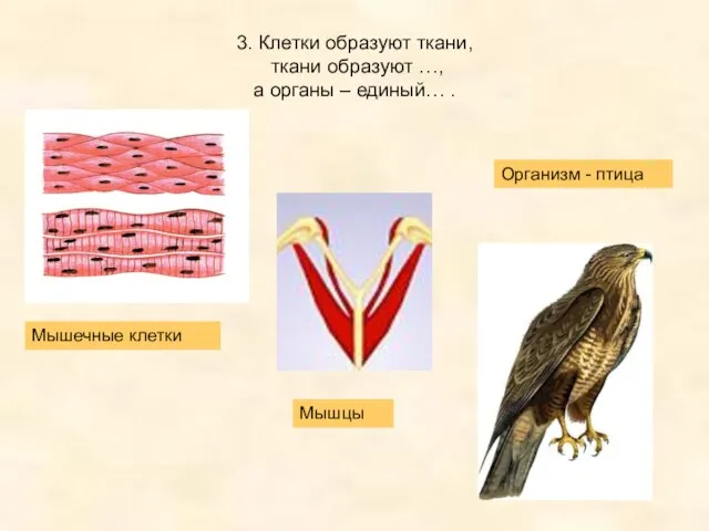 3. Клетки образуют ткани, ткани образуют …, а органы – единый… .