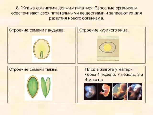 8. Живые организмы должны питаться. Взрослые организмы обеспечивают себя питательными веществами и