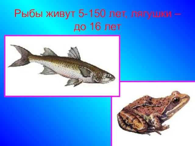 Рыбы живут 5-150 лет, лягушки – до 16 лет