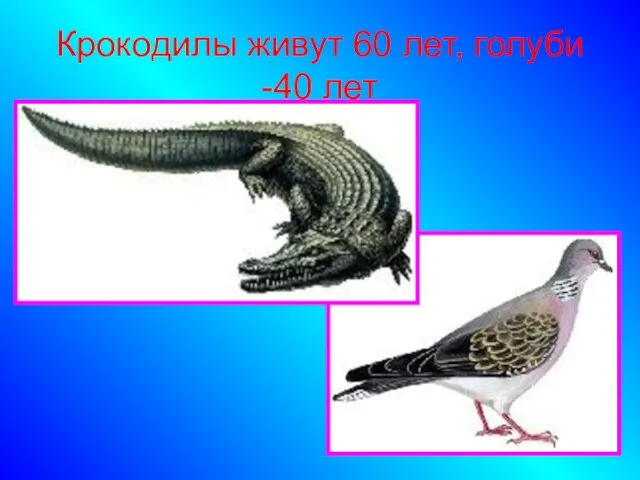 Крокодилы живут 60 лет, голуби -40 лет