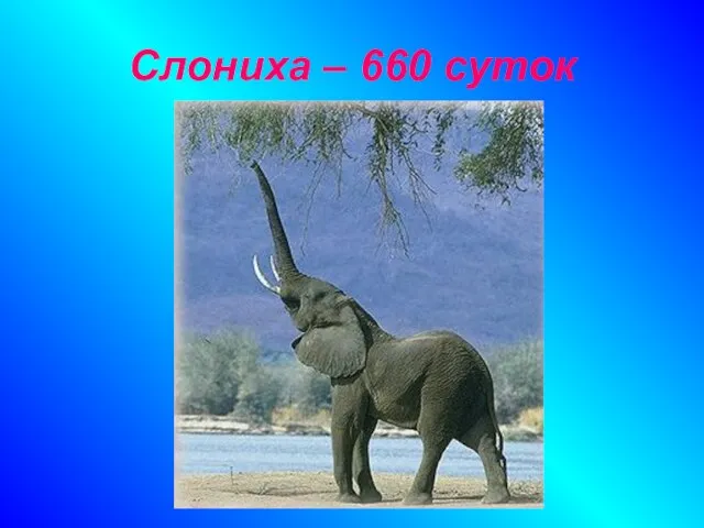 Слониха – 660 суток