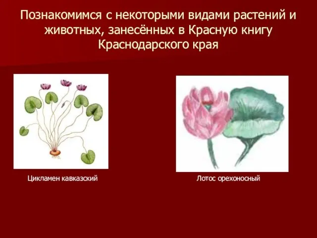 Познакомимся с некоторыми видами растений и животных, занесённых в Красную книгу Краснодарского